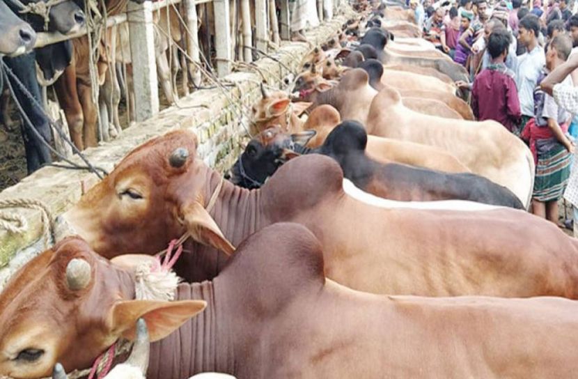 ৯০ লাখ ৯৩ হাজার পশু কোরবানি হয়েছে