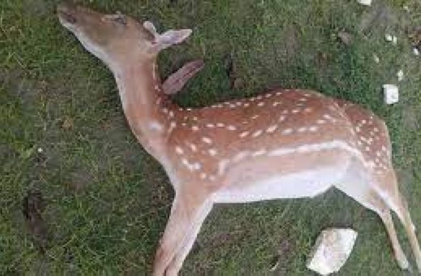 সুন্দরবনে হরিণের মাথা-মাংসসহ গ্রেফতার ১