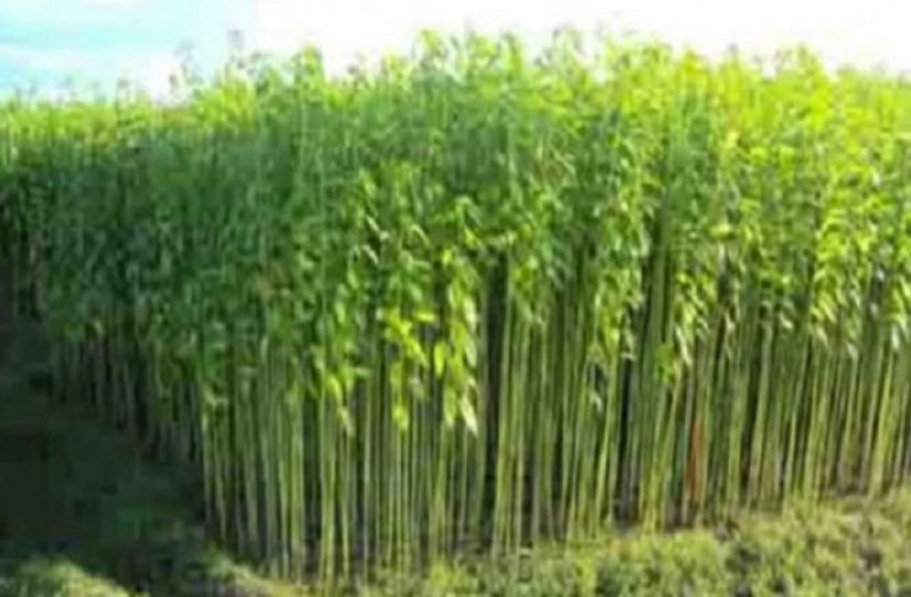 কিশোরীকে ফুসলিয়ে পাটক্ষেতে নিয়ে ধর্ষণ!