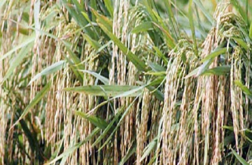 ব্রি হাইব্রিড-৭ ধানে রেকর্ড ফলন