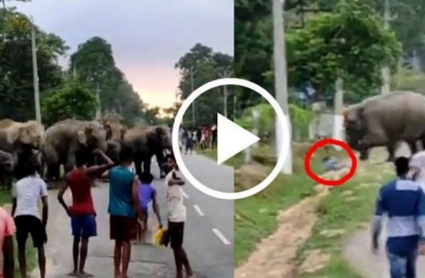 বিরক্ত করায় যুবককে পিষে দিলো হাতি