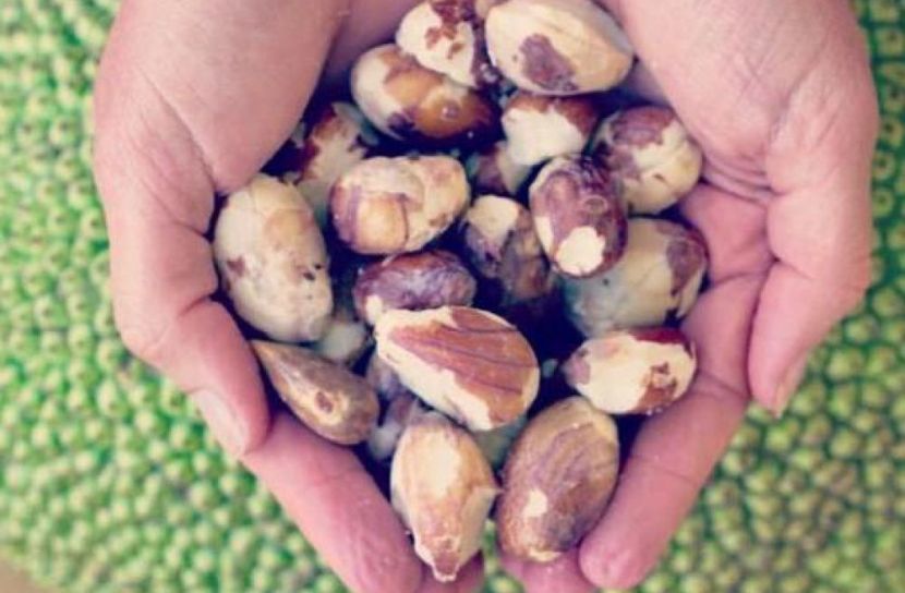 কাঁঠালের বীজে রূপচর্চা