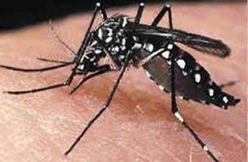 ডেঙ্গুর বিস্তার রোধে ৪ নির্দেশনা