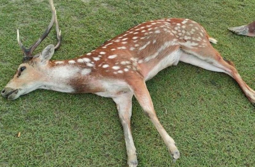 কুকুরের কামড়ে মারা গেছে হরিণ