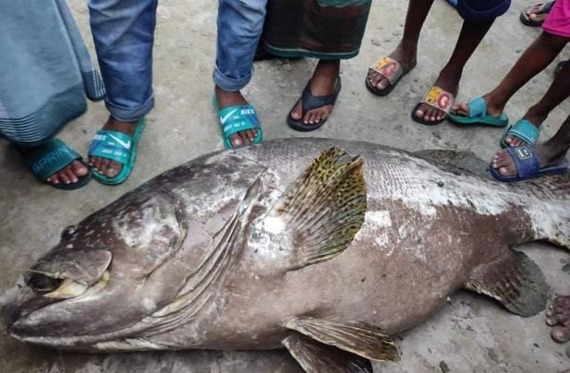 বড়শিতে ধরা পড়লো ৯০ কেজির বোল মাছ