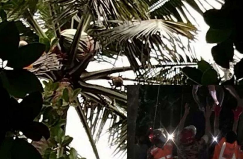 গাছের মাথায় বসে থাকার পর হলেন লাশ! 