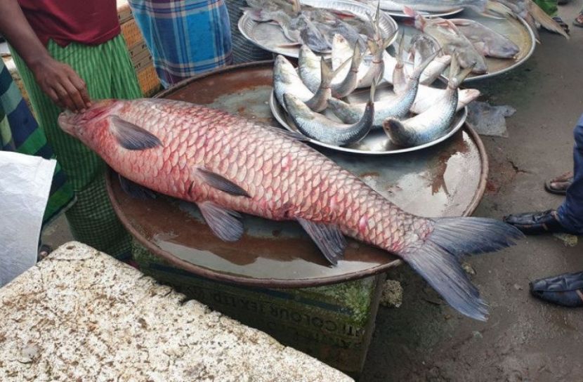 পদ্মায় ধরা পড়লো ২০ কেজি ওজনের মহাশোল