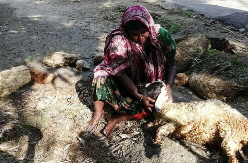 সরকারি ওষুধ খেয়ে ১১ ভেড়ার মৃত্যু