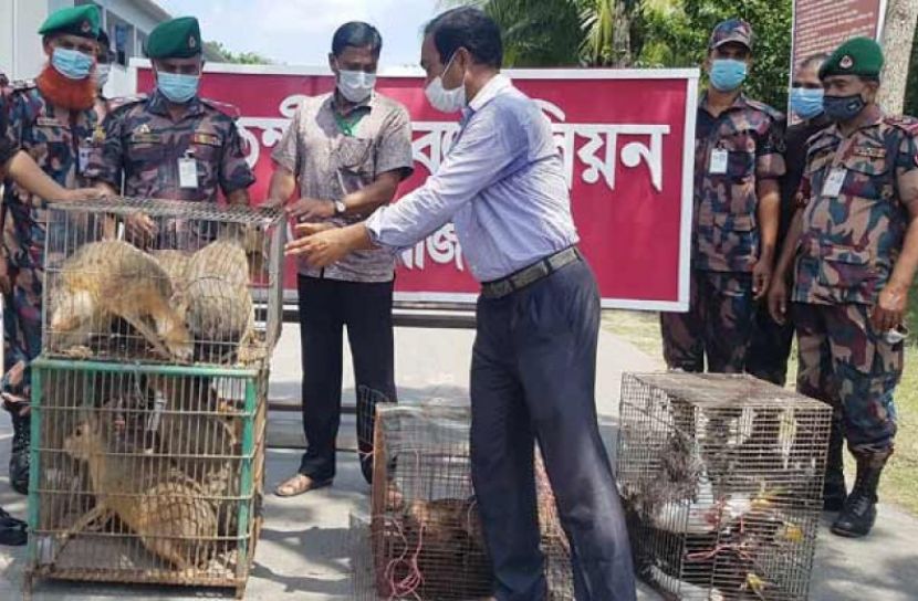 পাচারকালে খরগোশ, ভোঁদড় ও ঈগল উদ্ধার