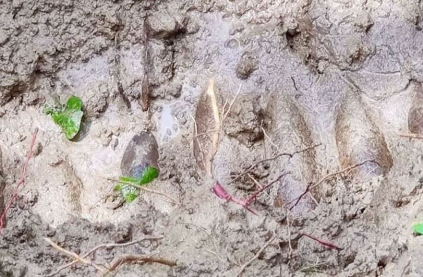 বান্দরবানে ১২ মর্টার শেল উদ্ধার