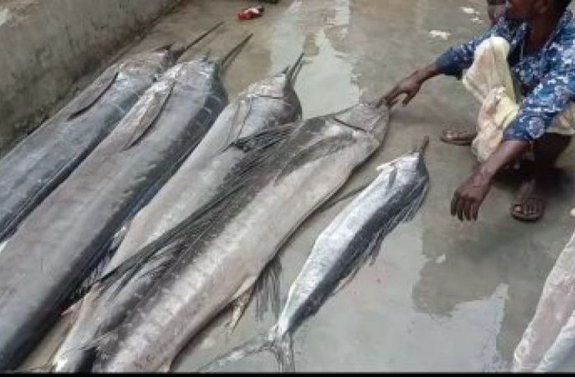 জেলেদের জালে ৮ মণ ওজনের সাত পাখি মাছ
