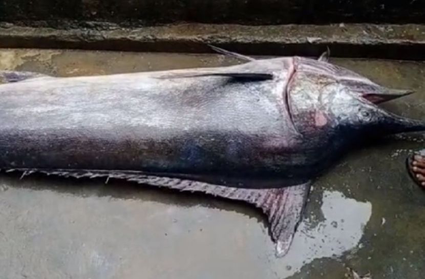 ৪ মণের ‘ব্ল্যাক মার্লিন’