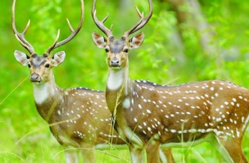 প্রথমবারের মতো হরিণের করোনা শনাক্ত
