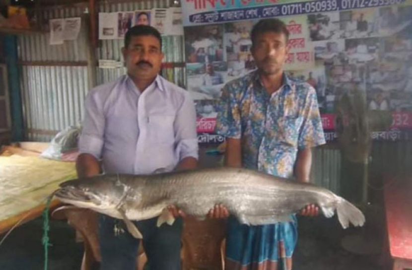 পদ্মায় ধরা পড়লো বিশাল আকৃতির বোয়াল