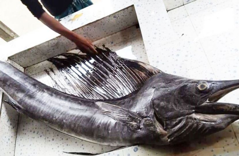 জেলের জালে ধরা পড়েছে ৭ পাখি মাছ