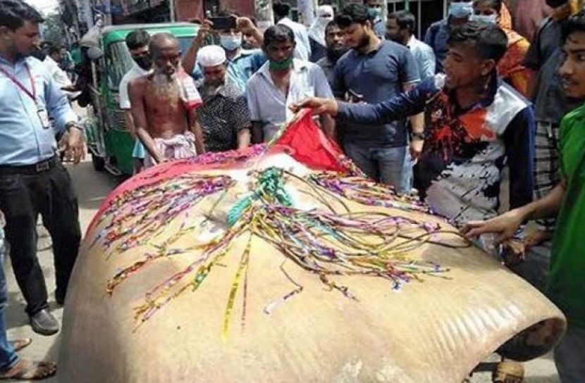 ১০ মণের শাপলাপাতা, এক লাখ ৮ হাজার টাকায় বিক্রি