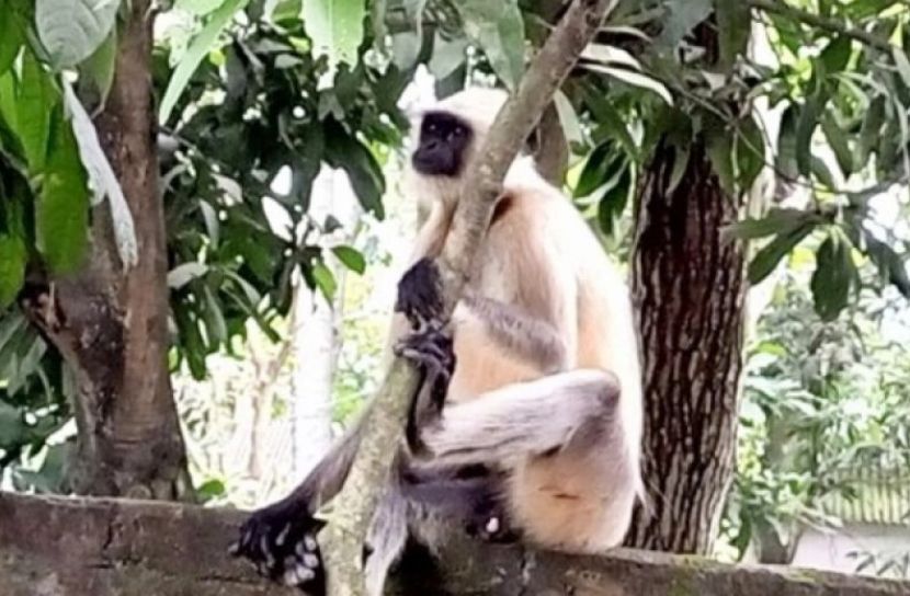 লোকালয়ে হনুমান