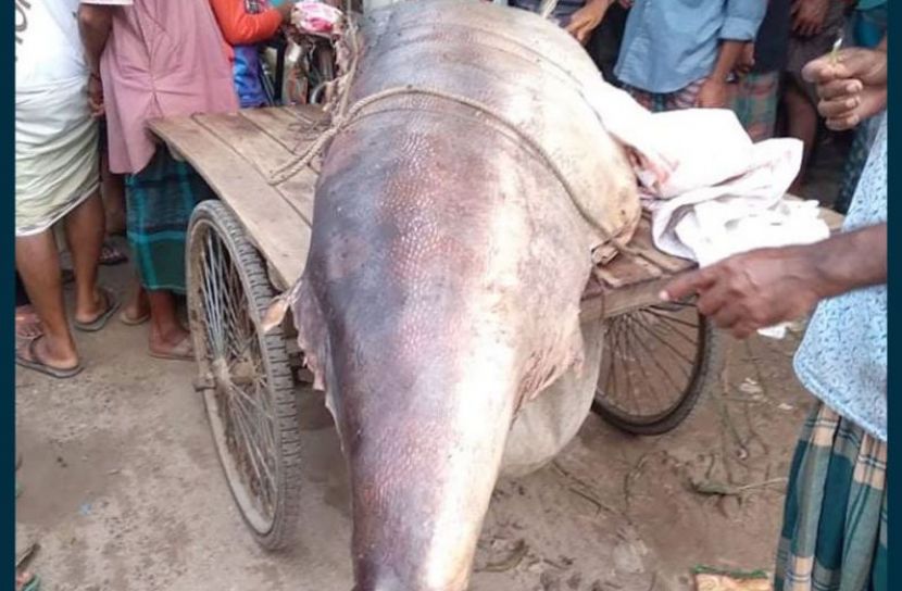 পচে গেছে ৪০৫ কেজির রকেট মাছ