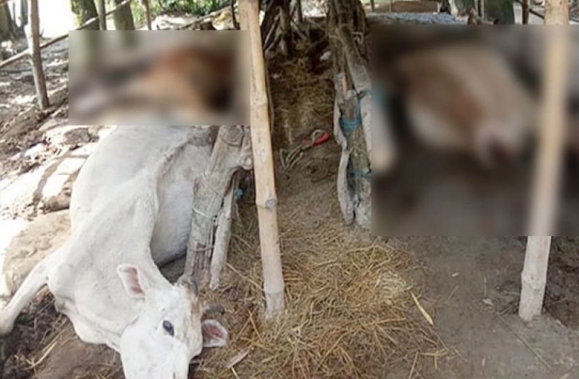 বজ্রপাতে মারা গেলো কৃষকের ৪ গরু