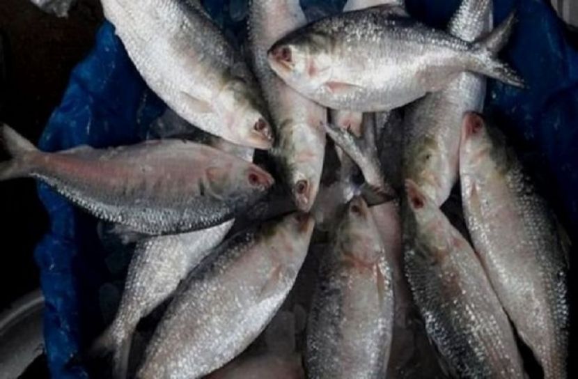 মাইকিং করে ইলিশ বিক্রি