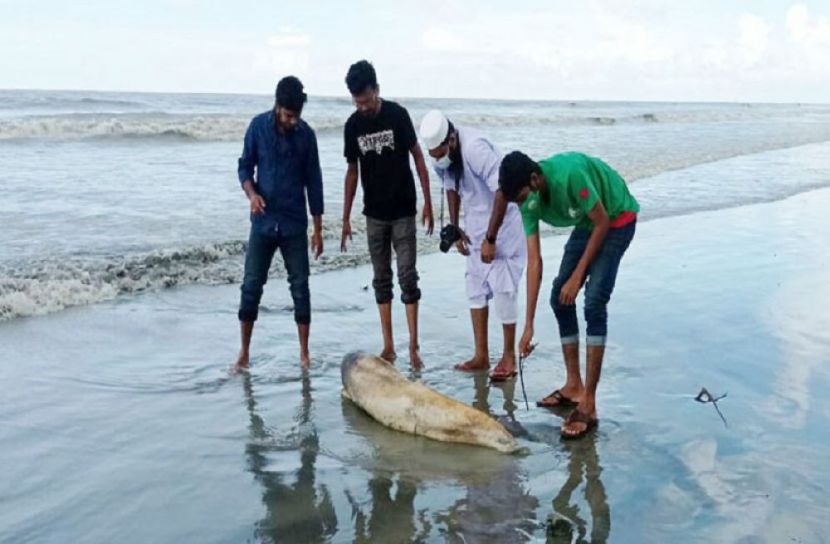 সৈকতে ফের ভেসে এলো ডলফিন