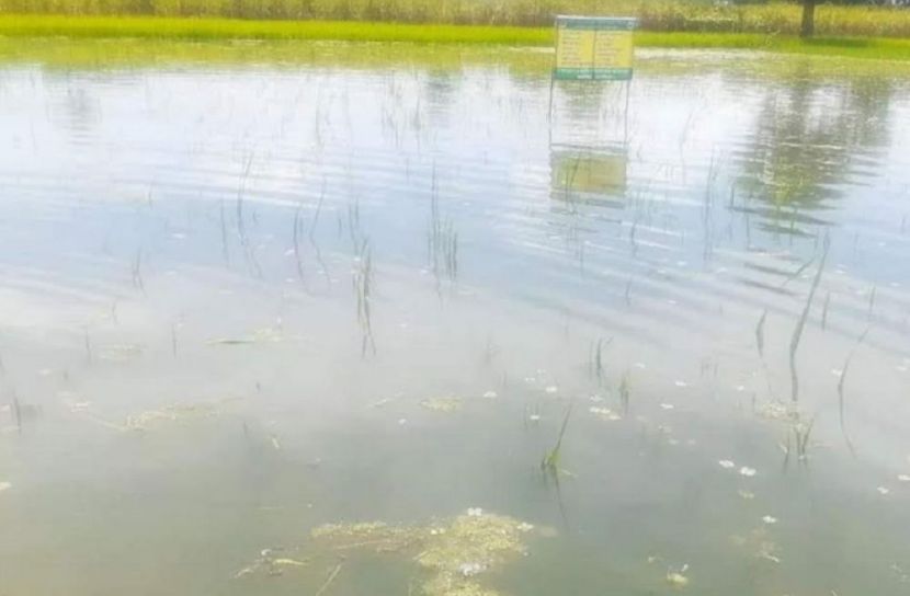 পানির নিচে কৃষকের স্বপ্ন 