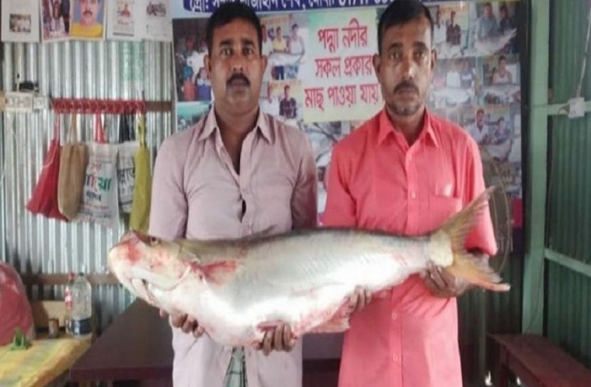 বিলুপ্তপ্রায় ঢাই মাছ মিলল পদ্মায়