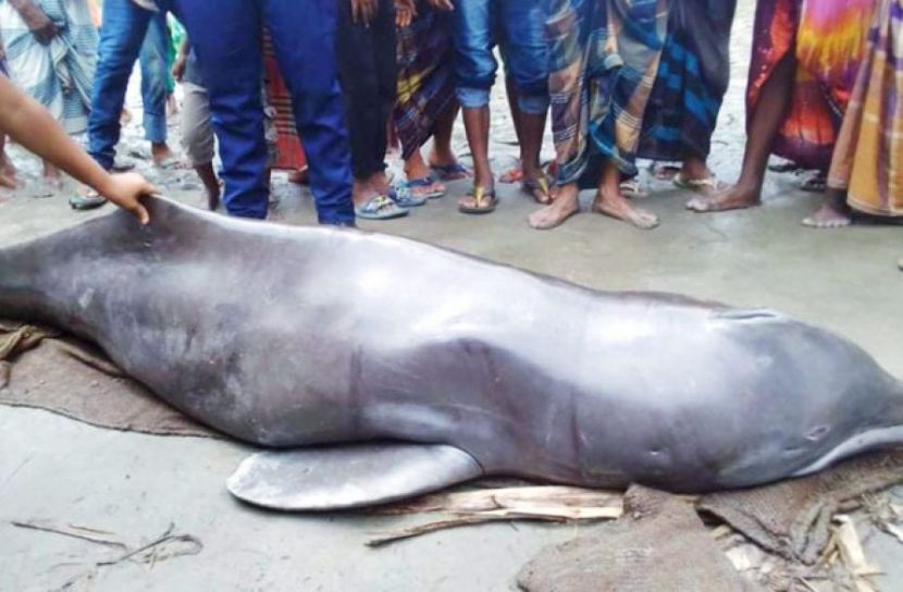 শুশুক