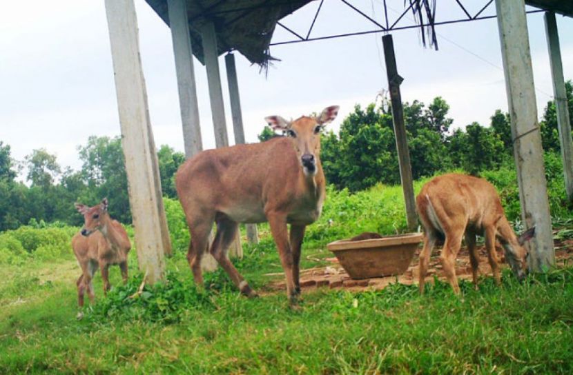 নীলগাই