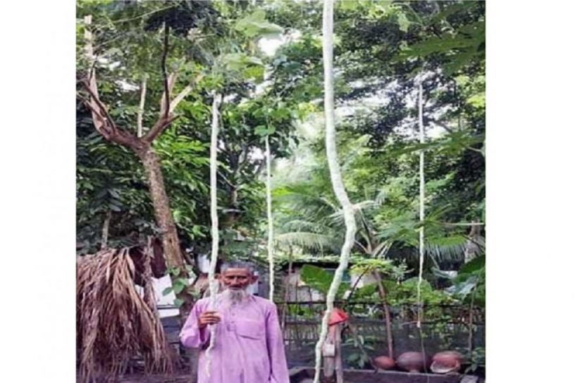 খুলনায় দেখা মিললো সাত হাত লম্বা চিচিঙ্গার