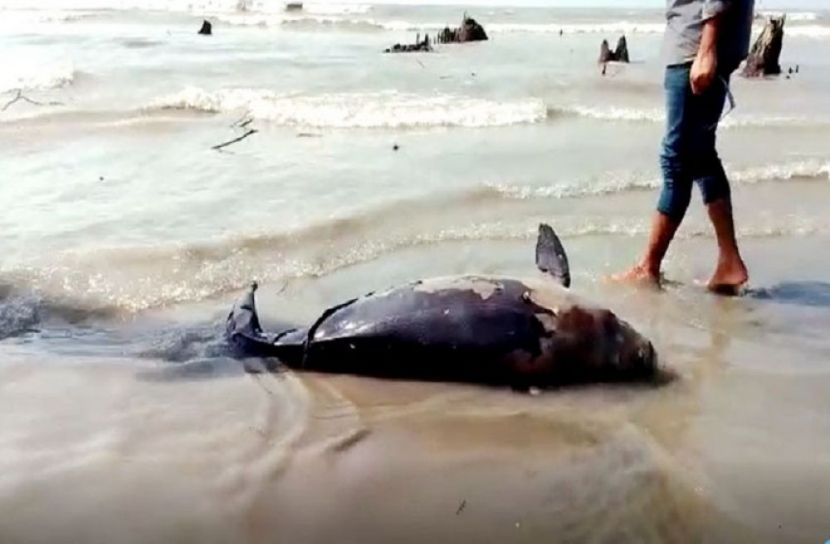 ছবি-সংগৃহীত