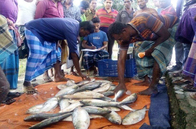ইলিশ