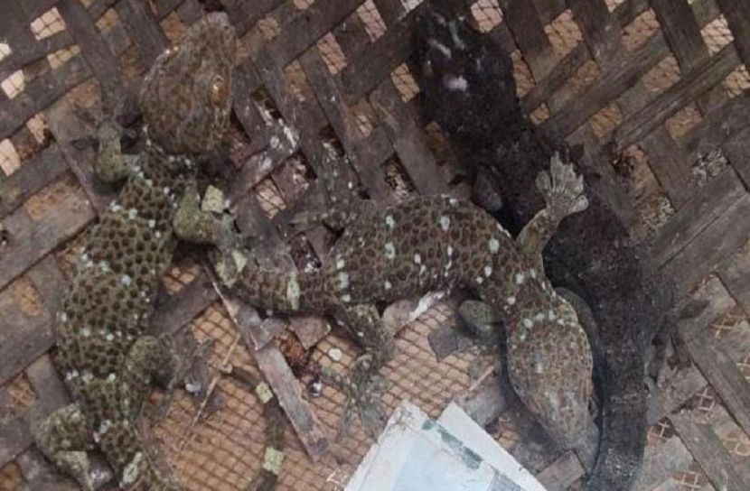 ৬ কোটি টাকার তক্ষক উদ্ধার