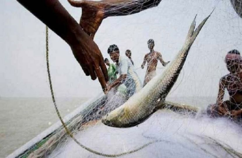 ইলিশ