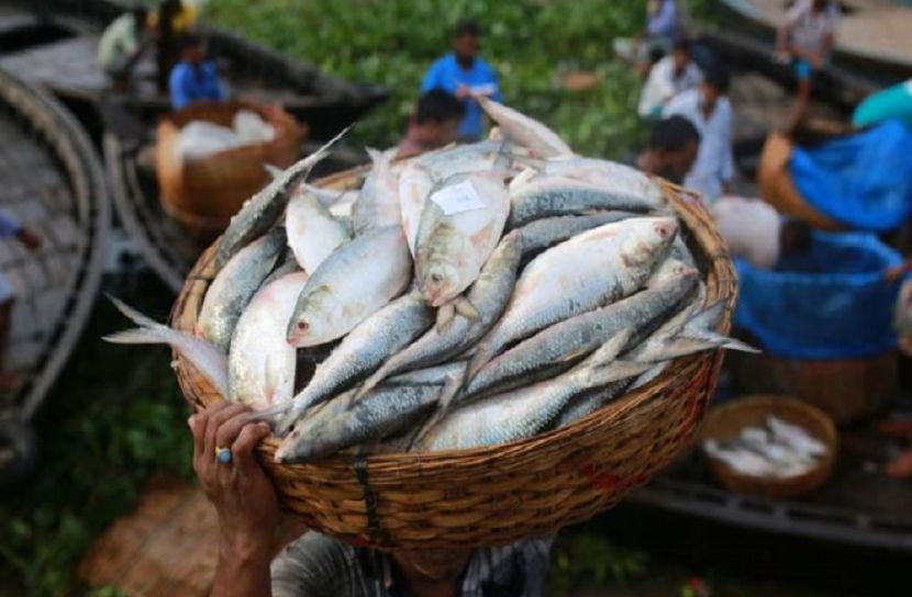 ভারতে ৯৬১ মেট্রিক টন ইলিশ রফতানি