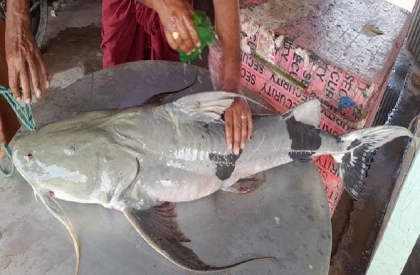 বাগাড় মাছ