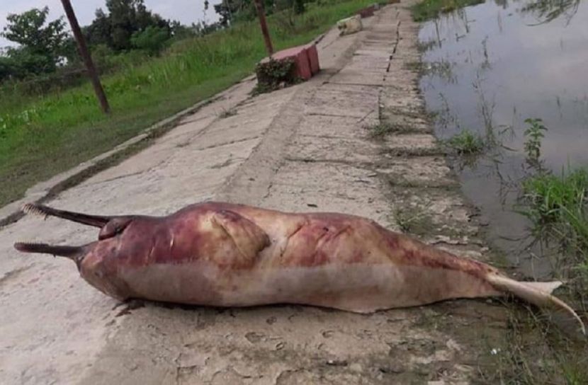 ডলফিন