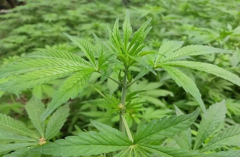 গাঁজা