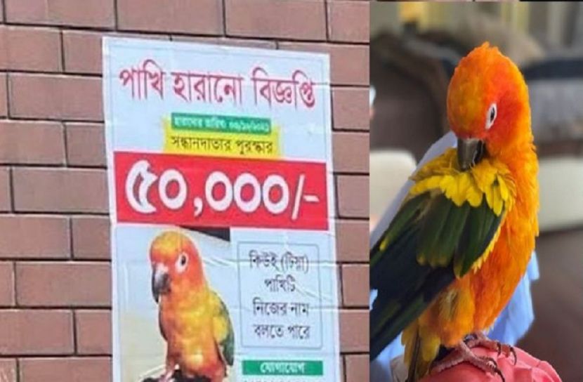 পাখি হারানো বিজ্ঞপ্তি