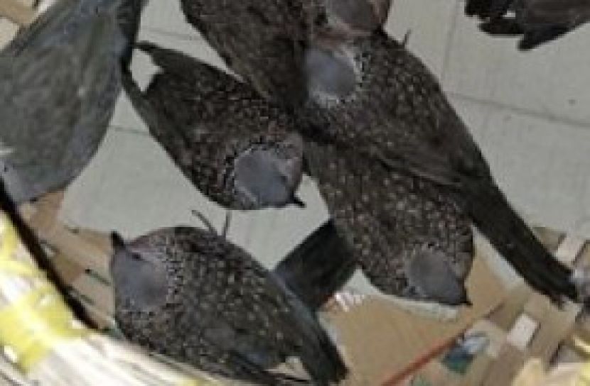 ছবি সংগৃহীত