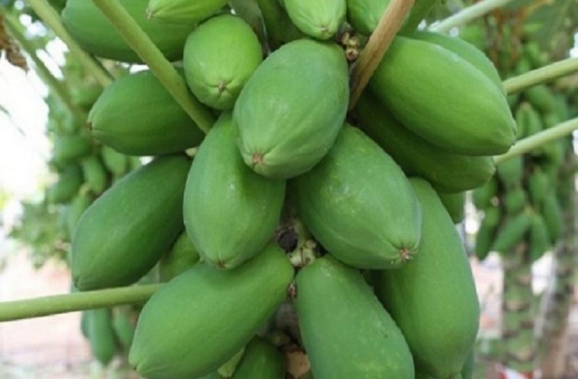 গর্ভপাতের ঝুঁকি বাড়ায় কাঁচা পেঁপে