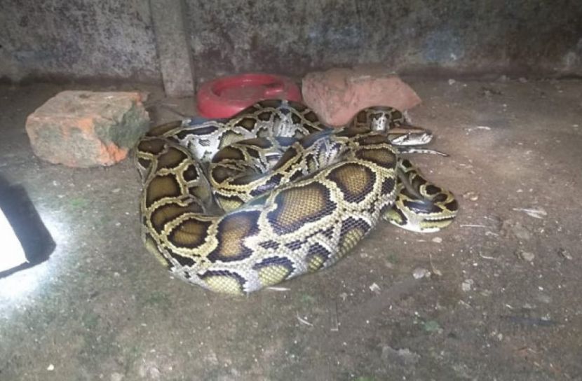 অজগর সাপ