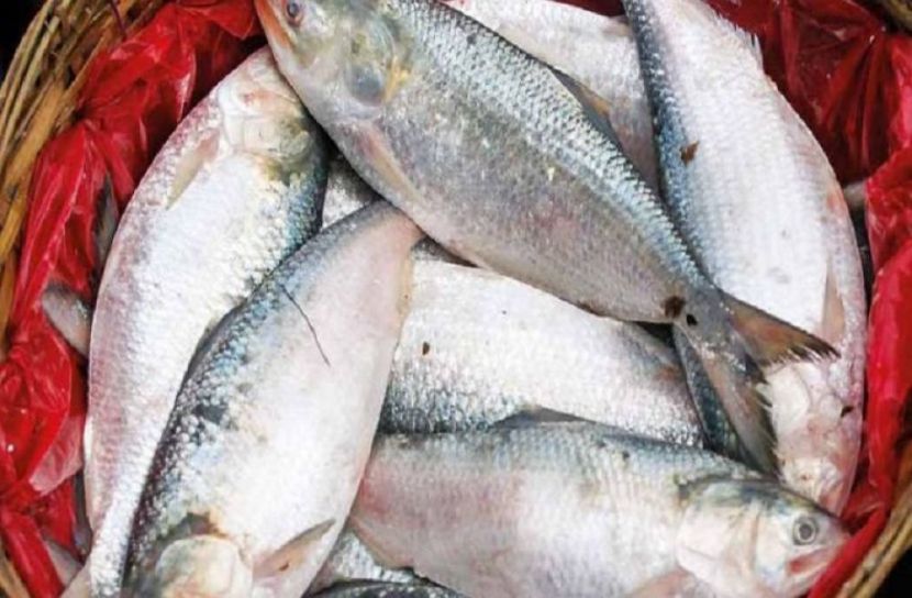 ইলিশ মাছ
