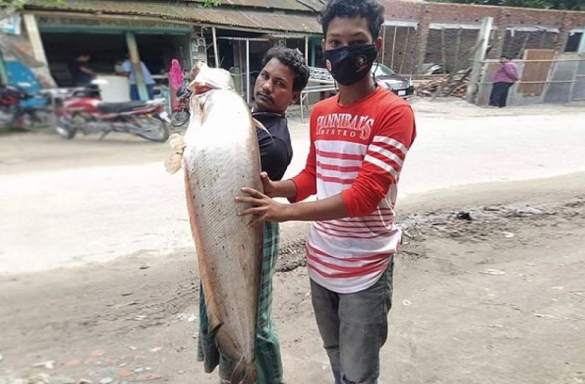 বোয়াল