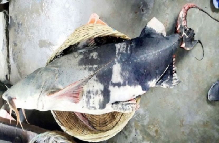 ছবি সংগৃহীত