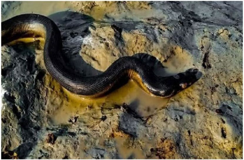 সংগৃহীত