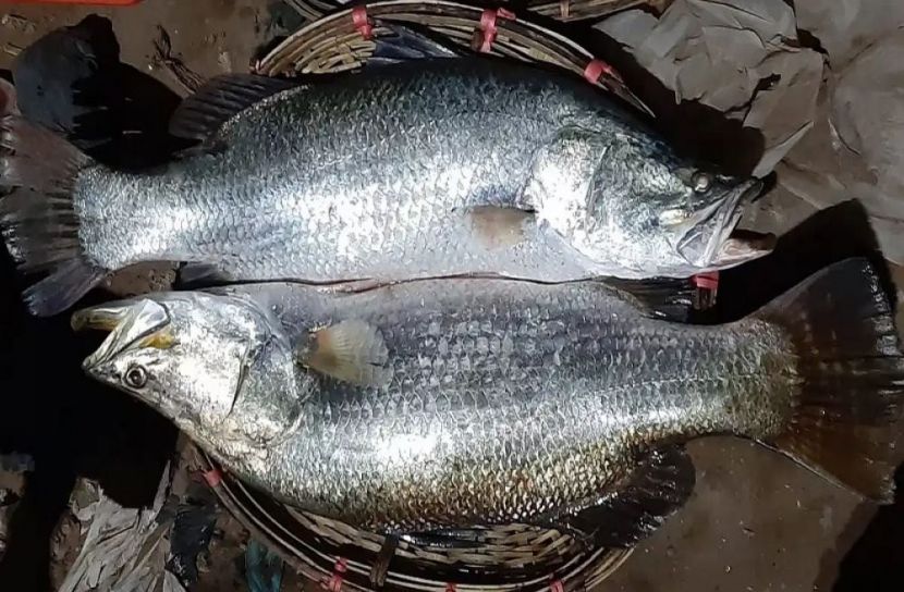 সংগৃহীত