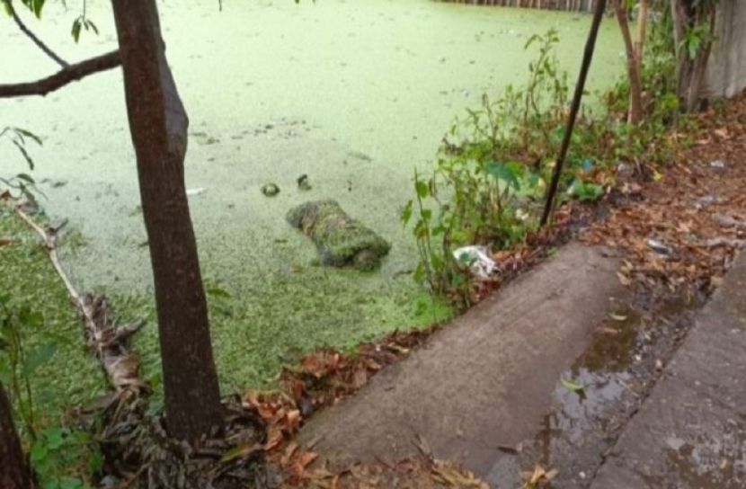 সংগৃহীত ছবি