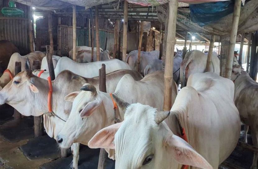 সংগৃহীত ছবি