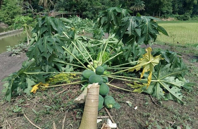 সংগৃহীত ছবি